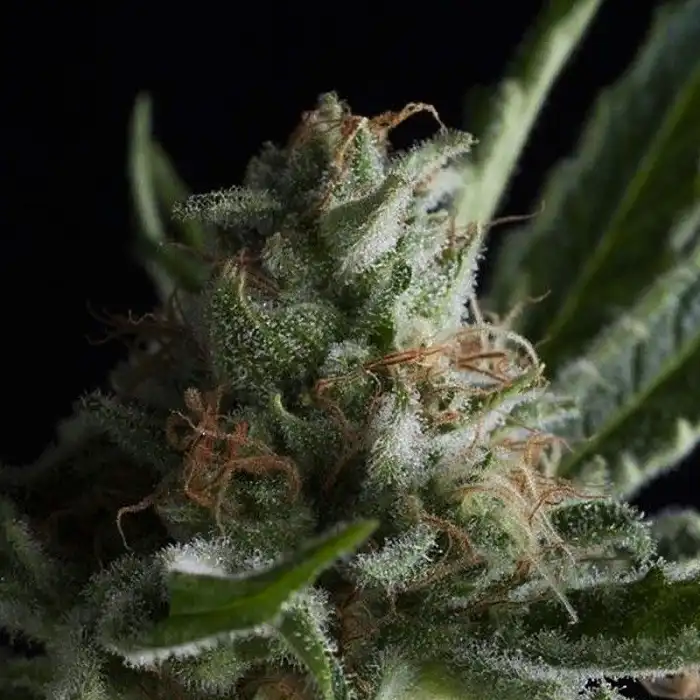 Shark CBD - Pyramid Seeds