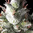 Ramses - Pyramid Seeds Ramses - Pyramid Seeds