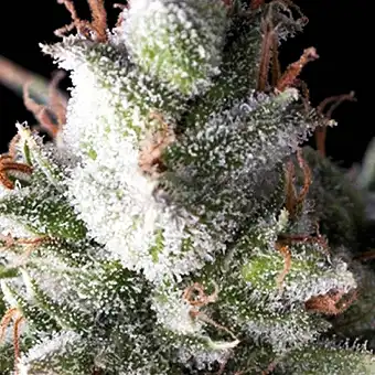 Ramses - Pyramid Seeds