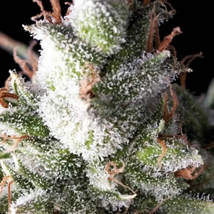 Ramses - Pyramid Seeds