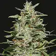 White Russian OG - Kalashnikov seeds