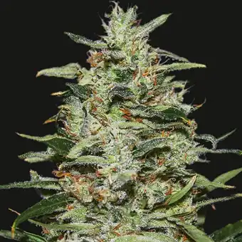 White Russian OG - Kalashnikov seeds
