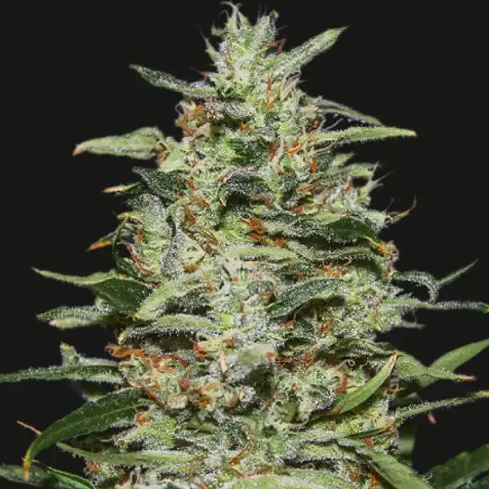 White Russian OG - Kalashnikov seeds