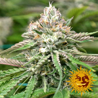 Peyote Critical - Barneys Farm