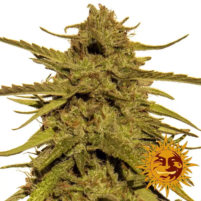 Pineapple Haze - Barneys Farm