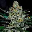 Afghan Kush Early Harvest - World of Seeds Afghan Kush Early Harvest - World of Seeds