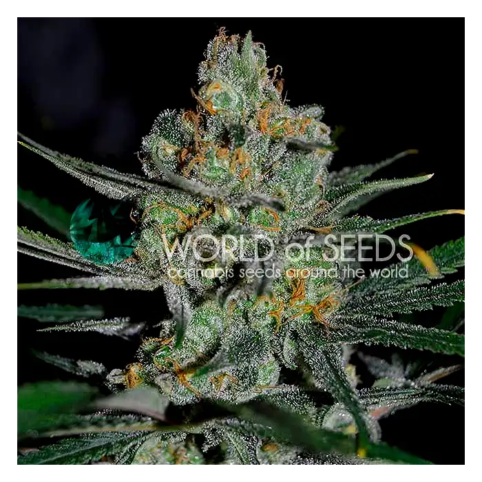 Afghan Kush Early Harvest - World of Seeds