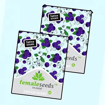 Dream Berry - Female Seeds