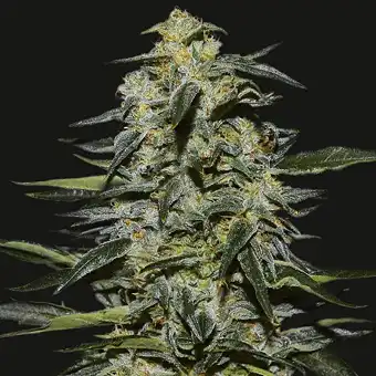 Katyusha - Kalashnikov seeds