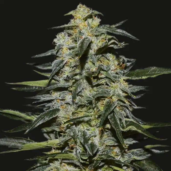 Katyusha - Kalashnikov seeds