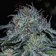 Mystic Cookies - Positronics