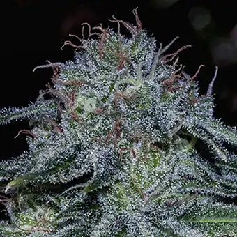 Mystic Cookies - Positronics