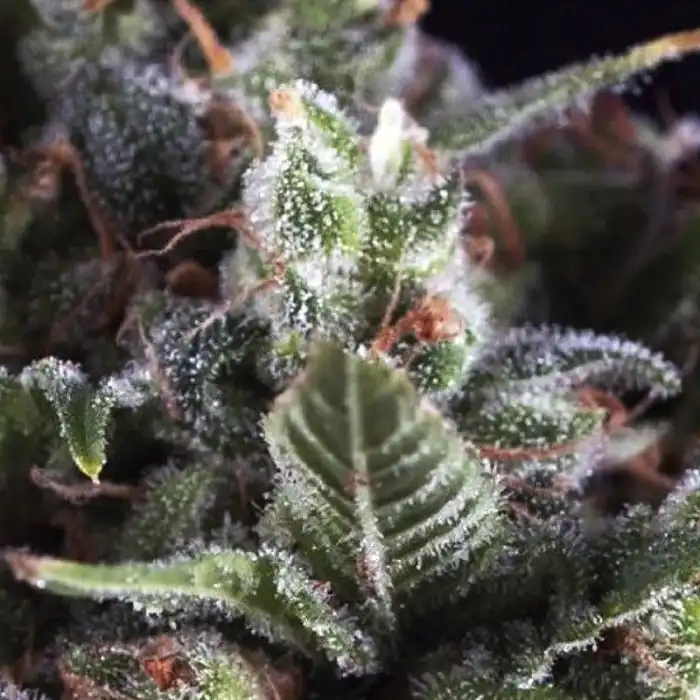 Olympia - Pyramid Seeds