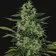 Power Russian - Kalashnikov seeds