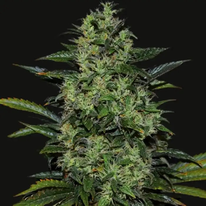 Power Russian - Kalashnikov seeds