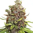 Auto Glueberry Og - Dutch Passion Auto Glueberry Og - Dutch Passion