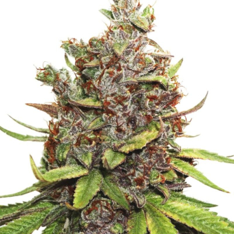 Auto Glueberry Og