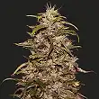 Big Altai Sativa Express - Kalashnikov seeds