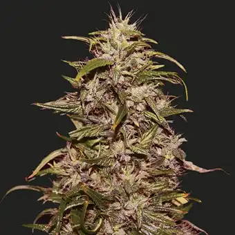 Big Altai Sativa Express - Kalashnikov seeds