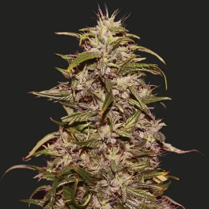 Big Altai Sativa Express - Kalashnikov seeds