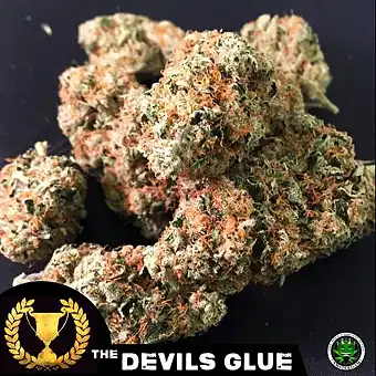 Devil´s Glue - Devil's Harvest Seeds