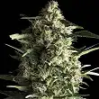 Galaxy CBD - Pyramid Seeds