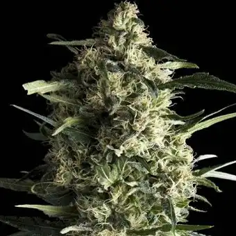 Galaxy CBD - Pyramid Seeds