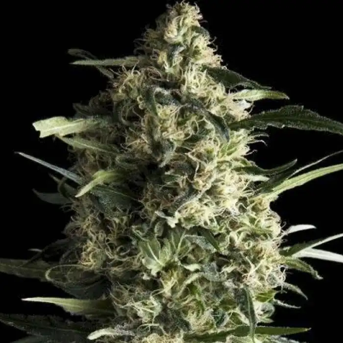 Galaxy CBD - Pyramid Seeds
