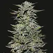 Boy Scout Cookies - Kalashnikov seeds
