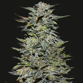 Boy Scout Cookies - Kalashnikov seeds