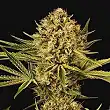 Herz OG - Exotic Seeds