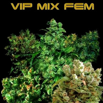VIP mix - VIP Seeds
