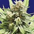 Stinkin Bishop - Original Sensible Seeds Stinkin Bishop - Original Sensible Seeds
