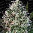 Space Cookies - Paradise Seeds Space Cookies - Paradise Seeds