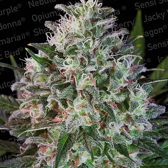 Space Cookies - Paradise Seeds