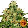 CBD Caramel - Barneys Farm