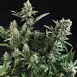 Auto White Widow CBD - Pyramid Seeds