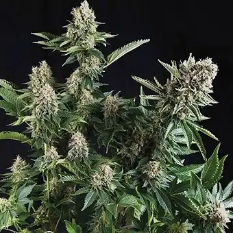 Auto White Widow CBD - Pyramid Seeds