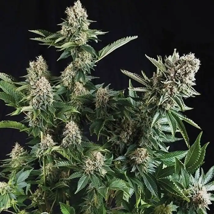Auto White Widow CBD - Pyramid Seeds