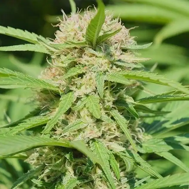 Black Domina 98 x Erdpurt - Ace Seeds