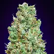 Blueberry Auto - 00 Seeds