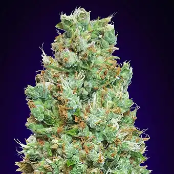 Blueberry Auto - 00 Seeds