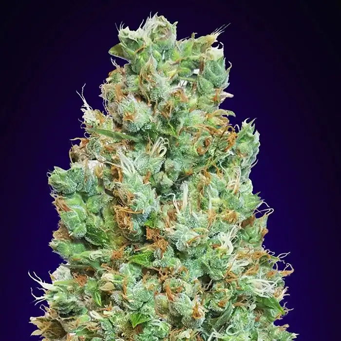 Blueberry Auto - 00 Seeds