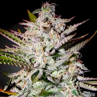 Holy Punch - Green House