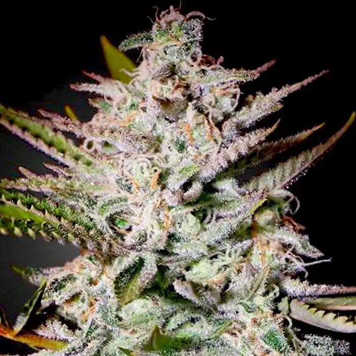 Holy Punch - Green House