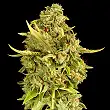 Hell´s Bells - Devil's Harvest Seeds Hell´s Bells - Devil's Harvest Seeds