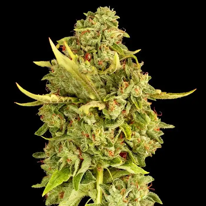 Hell´s Bells - Devil's Harvest Seeds