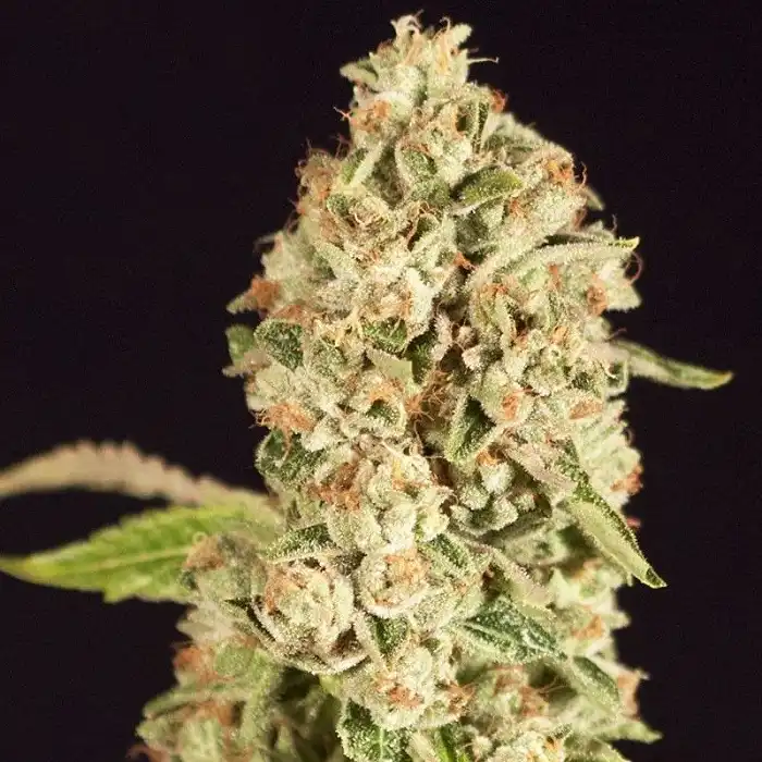 Raspberry Waffles CBD