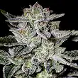 Sweet Valley Kush - Green House