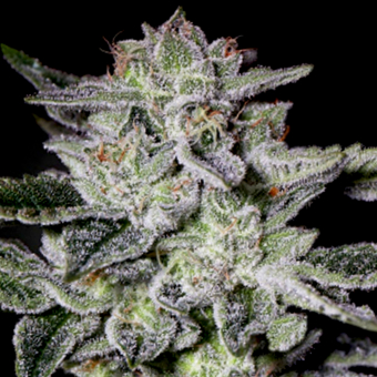 Sweet Valley Kush - Green House